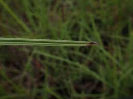 Image result for Scleria distans