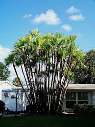 Image result for Acoelorrhaphe wrightii