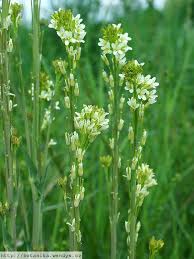 Image result for Turritis glabra