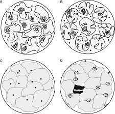 Check spelling or type a new query. The Human Cell Nucleus According To Diverent Models A The Inter Download Scientific Diagram