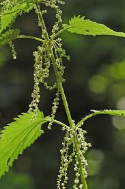 Image result for Urticaceae