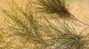 Image result for Stuckenia