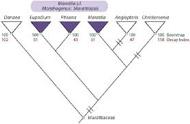 Image result for Marattiaceae