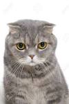 Cat breed with angry face? | Yahoo Answers