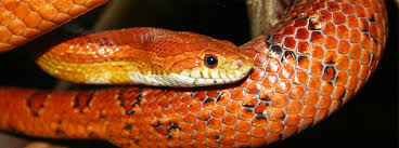 Corn snakes live a really long time, so you have over a decade to enjoy with your corn snake. Corn Snake Diseases Common Health Problems My Family Vets