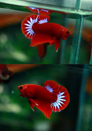 Aquabid Com Archived Auction Fwbettashmp1558878366 Hellboy Ohm Pk 118 Ended Sun May 26 08 46 06 2019 In 2020 Betta Fish Types Betta Fish Tank Betta Fish