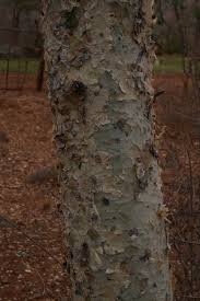 Image result for Commiphora tenuipetiolata