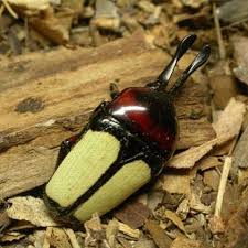 Black And Yellow Longhorn Beetle Poisonous Pin On Bugs Chrobaky Koniky Husenice Stonozky