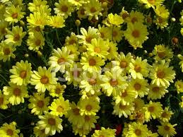 10 bianco e 10 margherite gialle. Sfondo Margherite Gialle Fotografie Stock Freeimages Com