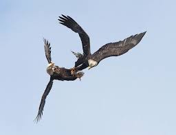 Birds That Look Like Eagles Bald Eagle Mating Ritual Bald Eagle Eagle Beautiful Birds