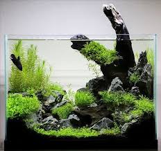 Check spelling or type a new query. 70 Inspirasi Aquascape Dekorasi Cantik Aquarium Masa Kini Rumahku Unik