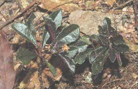 Image result for Trichopteryx marungensis