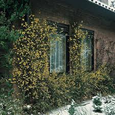 Image result for Jasminum nudiflorum