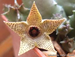 Image result for Huernia thuretii
