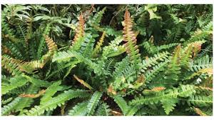 Image result for Blechnum