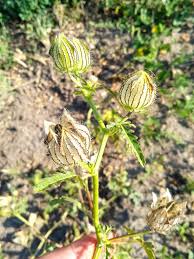 Image result for Hibiscus gwandensis