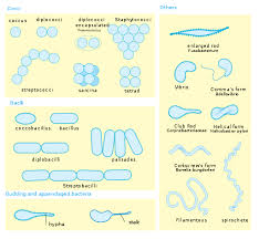 Bacteria Size Shape And Arrangement Microbiology Bacterial Cell Structure Microbiology Study