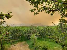 Migrant workers facing the dangers of wildfires need support