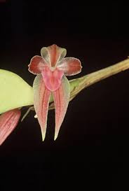 Image result for Stolzia kalkhof-roseae