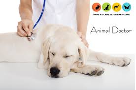 Get the inside scoop on jobs, salaries, top office locations, and ceo insights. All Pets Medical Surgical Center The Y Guide