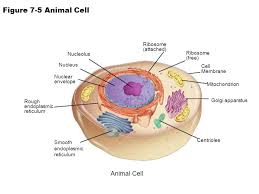 Maybe you would like to learn more about one of these? Chapter 4 Cells The Basic Units Of Life Ppt Download