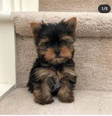 27 things under $50 from nordstrom that have truly glowing reviews. Gorgeous Teacup Pomeranian Puppies Akron Oh For Sale Akron Canton Pets Dogs In 2021 Teacup Yorkie Puppy Yorkie Puppy Baby Dogs
