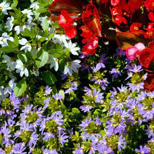 Need help to solve problem like 【drought resistant flowers northern california】? Best Summer Color Annuals Neil Sperry S Gardens