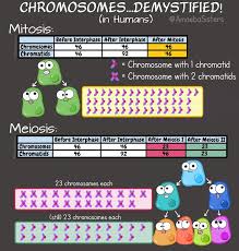 Mitosis And Meiosis Chart Of Chromosome Numbers
