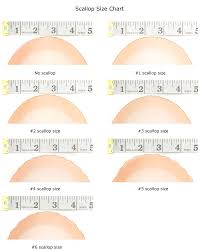 Scallop Sizes Chart Related Keywords Suggestions Scallop