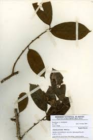 Image result for Bridelia atroviridis