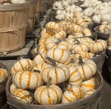 One of the most popular techniques in fruit and vegetable preservation is drying. How To Dry Out Pumpkin Stems Quickly A Well Purposed Woman