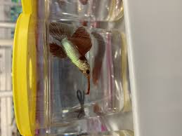 Betta Fish I Was Feeding The Bettas At Work After Water Changes And This Boy Was Apparently So Happy To Have A Bloodworm That He Had Betta Fish Betta Feeding