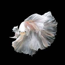 Close Up Of White Platinum Betta Fish Or Siamese Fighting Fish In Movement Isolated On Black Backgr Photographic Print Nuamfolio Art Com In 2020 Siamese Fighting Fish Betta Fish Fish Wallpaper