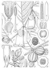 Image result for Sherbournia bignoniiflora