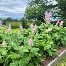 Image result for Salvia sclarea