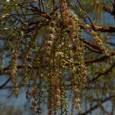 Image result for Burkea africana