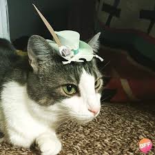 貓咪版瘋狂帽客 今天要帶哪頂出門呢 cats cat photo cat lady