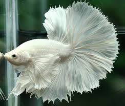 Betta fish, also referred to as siamese fighting fish are commonly kept as pets within one's office or home. Betta Fish Sale On Twitter Super White Platinum Dumbo Ears Betta Bettafish Pets Fish Fishtank Bettalovers