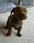 Chihuahua Terrier Mix Black