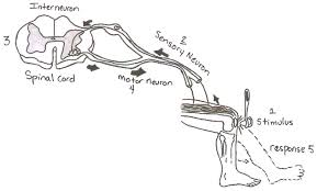 Pin On Chapter 1 Biology Characteristics Of Living Things