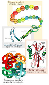 The table below you tell you that in a structured way: The Production Of A Protein Principles Of Biology