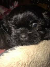 Discover more about our shih tzu puppies for sale near charlotte, nc. Shih Tzu Puppy For Sale In China Grove Nc Adn 58950 On Puppyfinder Com Gender Male Age 6 Weeks Old Shitzu Puppies Shih Tzu Puppies