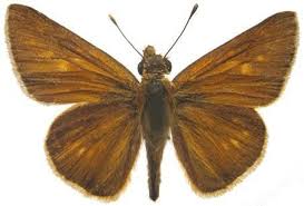 Image result for Hypolytrum heteromorphum