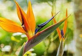 Strelitzia Bird Of Paradise Growing Conditions For Bird Of Paradise Flowers Birds Of Paradise Plant Paradise Plant Birds Of Paradise Flower