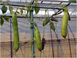 Image result for Canavalia gladiata