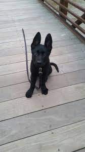 Honor 10 Week Old Black German Shepherd Puppy German Shepherd Puppies Black German Shepherd Black German Shepherd Puppies
