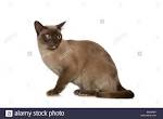 Chocolate Burmese Cat Stock Photos & Chocolate Burmese Cat ...