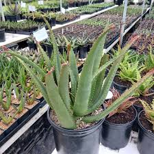 Image result for Aloe rulkensii