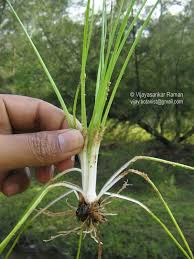 Image result for Isoetaceae