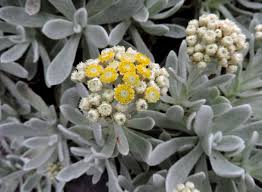 Image result for Helichrysum ellipticifolium